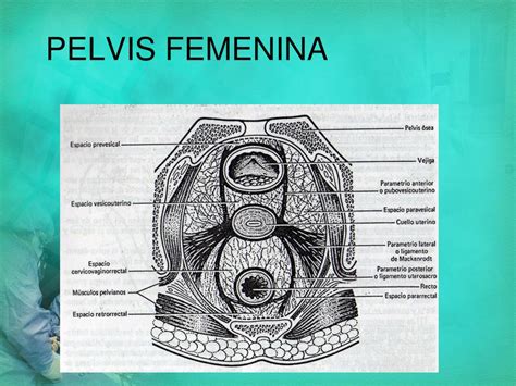 Zona pélvica femenina abultada